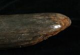 Partial Woolly Mammoth Tusk - #4420-2